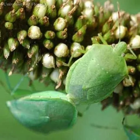 thumbnail for publication: Green Stink Bug, Chinavia hilaris (Say) (Insecta: Hemiptera: Pentatomidae)
